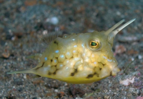 [longhorn-cowfish.jpg]