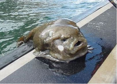 [lumpfish.jpg]
