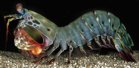 [mantis-shrimp.jpg]