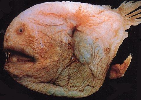 [fangtooth-fish1.jpg]