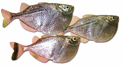 [giant-hatchetfish.jpg]