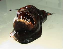[humpback-anglerfish.jpg]