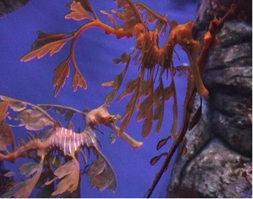 [leafy-sea-dragon.jpg]