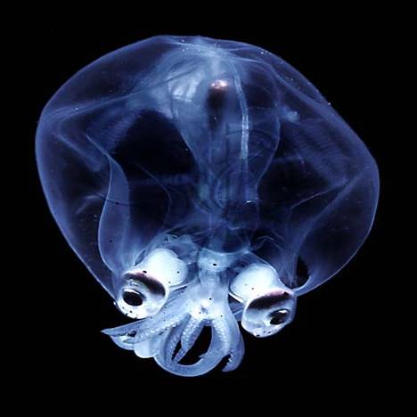 [deep-sea-glass-squid.jpg]