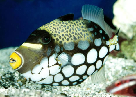 [clown-triggerfish.jpg]