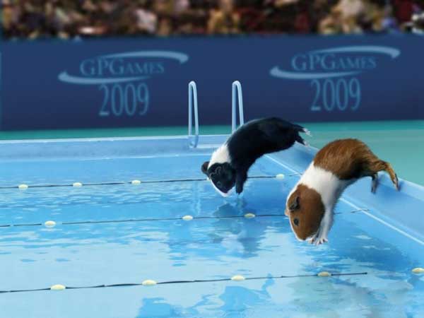 [Animal_Olympics_06.jpg]