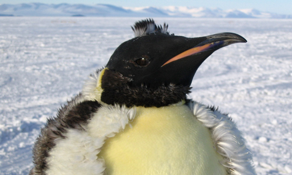 [antarctica_03.jpg]