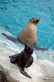 Seals