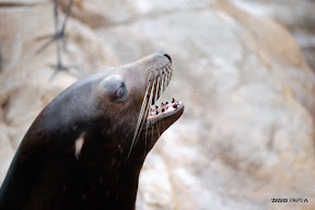 Seal