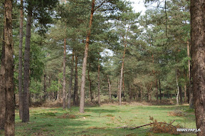Veluwe Woodland near Wezep, The Netherlands