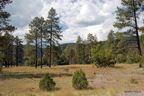 Woods