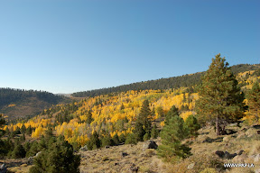 Trees in the Fall