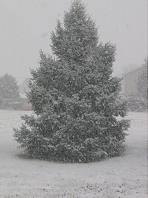 [snowy tree[6].jpg]