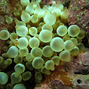 Bubble-tip Anemone