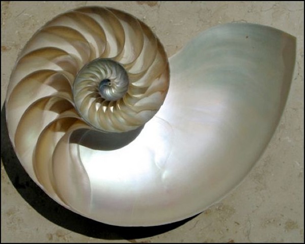[Nautilus[5].jpg]