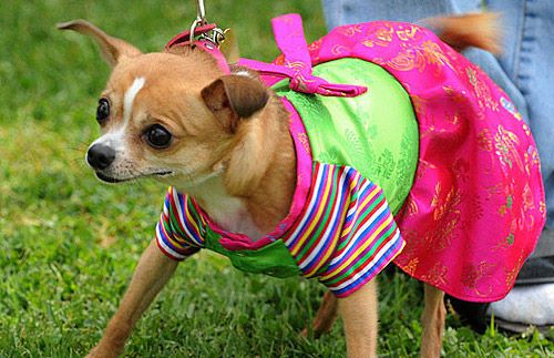 Dog Clothes