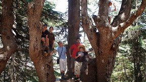Foto obligada en un dels cedres, amb alguns dels assistents al campament del Club Alna&iuml;r