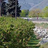 Biking past apple trees