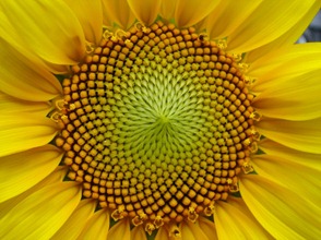 Espiral_de_semillas_de_Girasol Espiral_de_semillas_de_Girasol