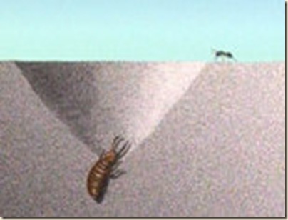 Mierenleeuw vangt mier