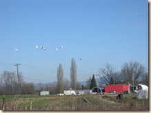 Swan flight