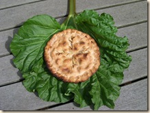 1st rhubarb pie