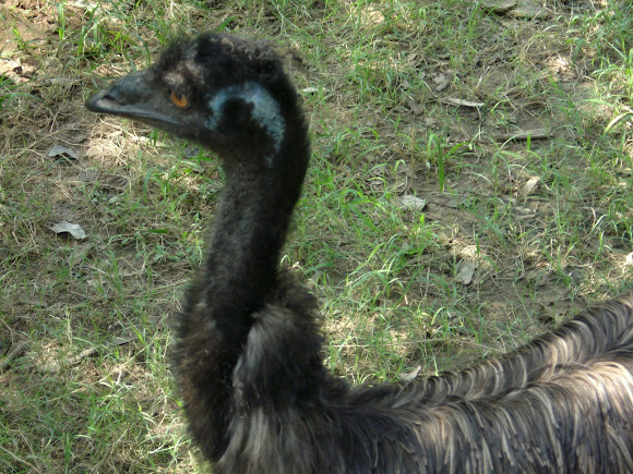 Spotting Image 1