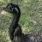 Emu