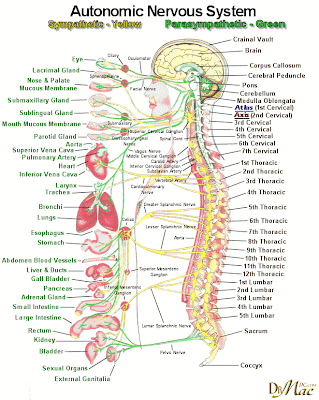 anatómia, idegrendszer
