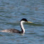 Western Grebe