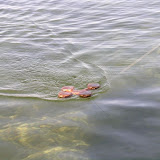 DSCN0811.jpg