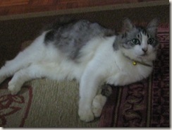 IMG_1184 IMG_1184