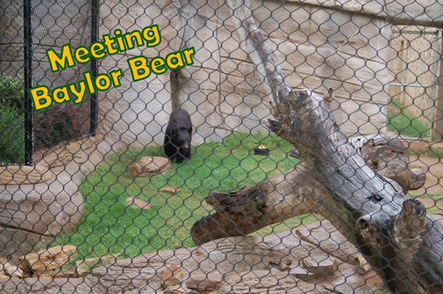 [baylor bear[3].jpg]