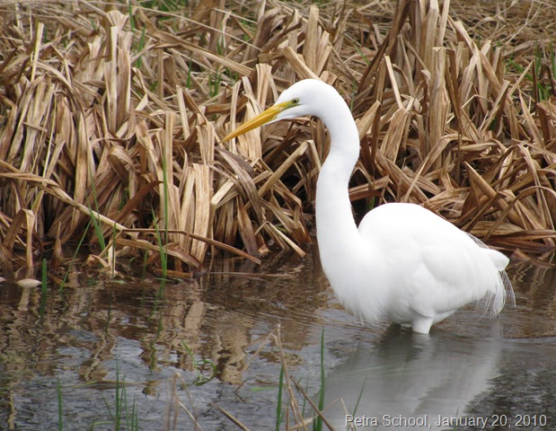 [Homeschool White Egret 1[5].jpg]