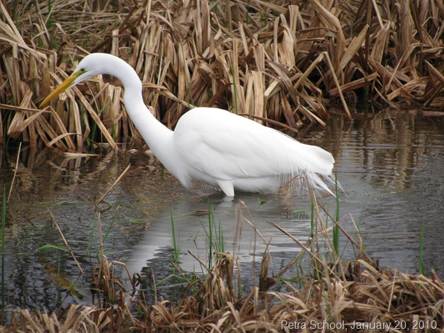 [Homeschool White Egret 2[5].jpg]