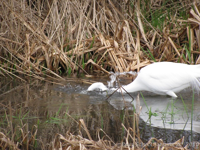 [Homeschool White Egret  Lincoln City[17].jpg]