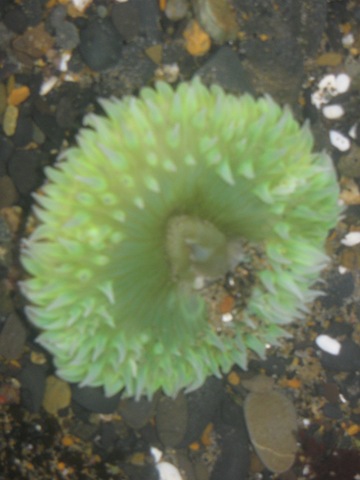 [Homeschool, Lincoln City, Depot Bay, Spout, Unschool-20[5].jpg]