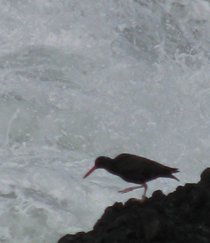 [Homeschool, Lincoln City, Depot Bay, Spout, Unschool-9[4].jpg]