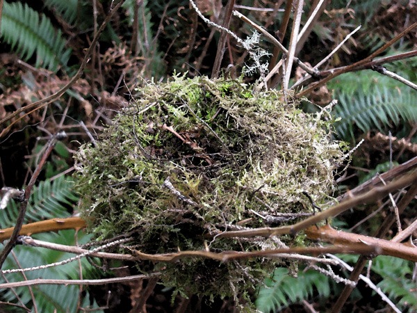 [Homeschool,-Science,-Lincol[4].jpg]