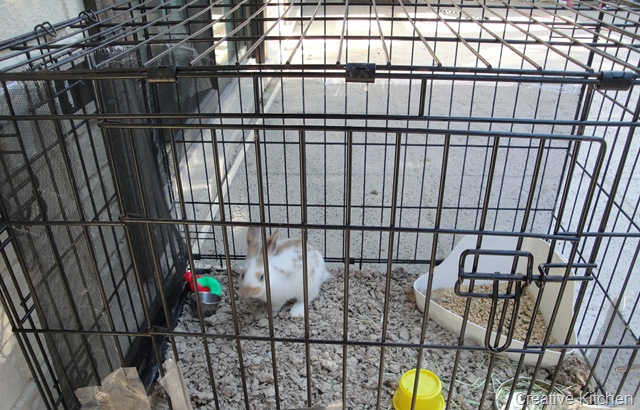 [Rabbit cage[7].jpg]