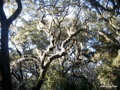 Spanish Moss