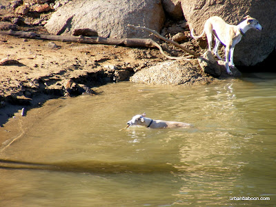 Red Top Mtn Dogs at Play