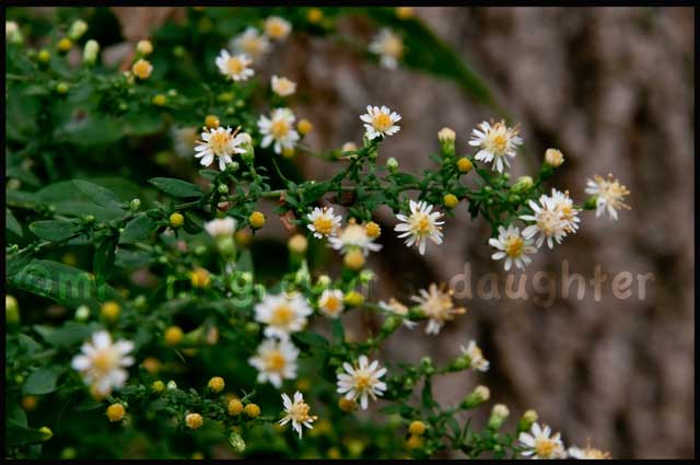 Wildflower Wednesday: The ex-Asters