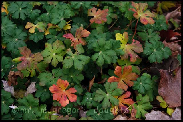 Geraniums* for Fall Foliage Color