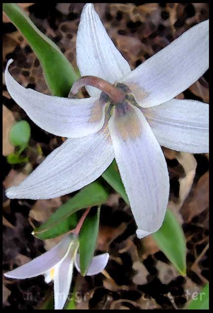 Trout lily: a different Erythronium