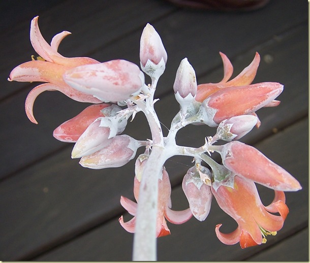 cotyledon orbiculata