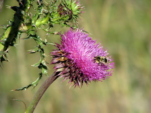 IMAGE: http://lh6.ggpht.com/_GU2OOC9lYcU/Ss_TmdZd_dI/AAAAAAAARqk/DW3FXEYALWY/s640/IMG_2420.JPG