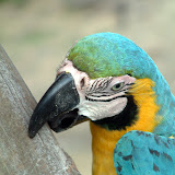 Amazonas