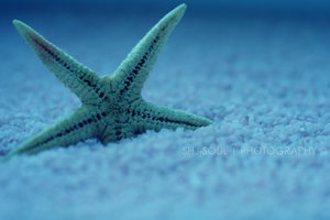 [In_the_oceans_of_blue_by_SHJ_Soul[44].jpg]