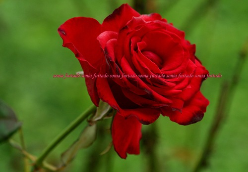 Ilustração Ilustração